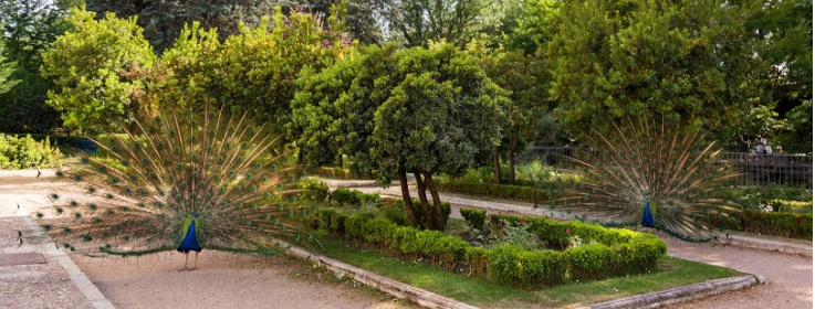 Campo del Moro del Palacio Real de Madrid