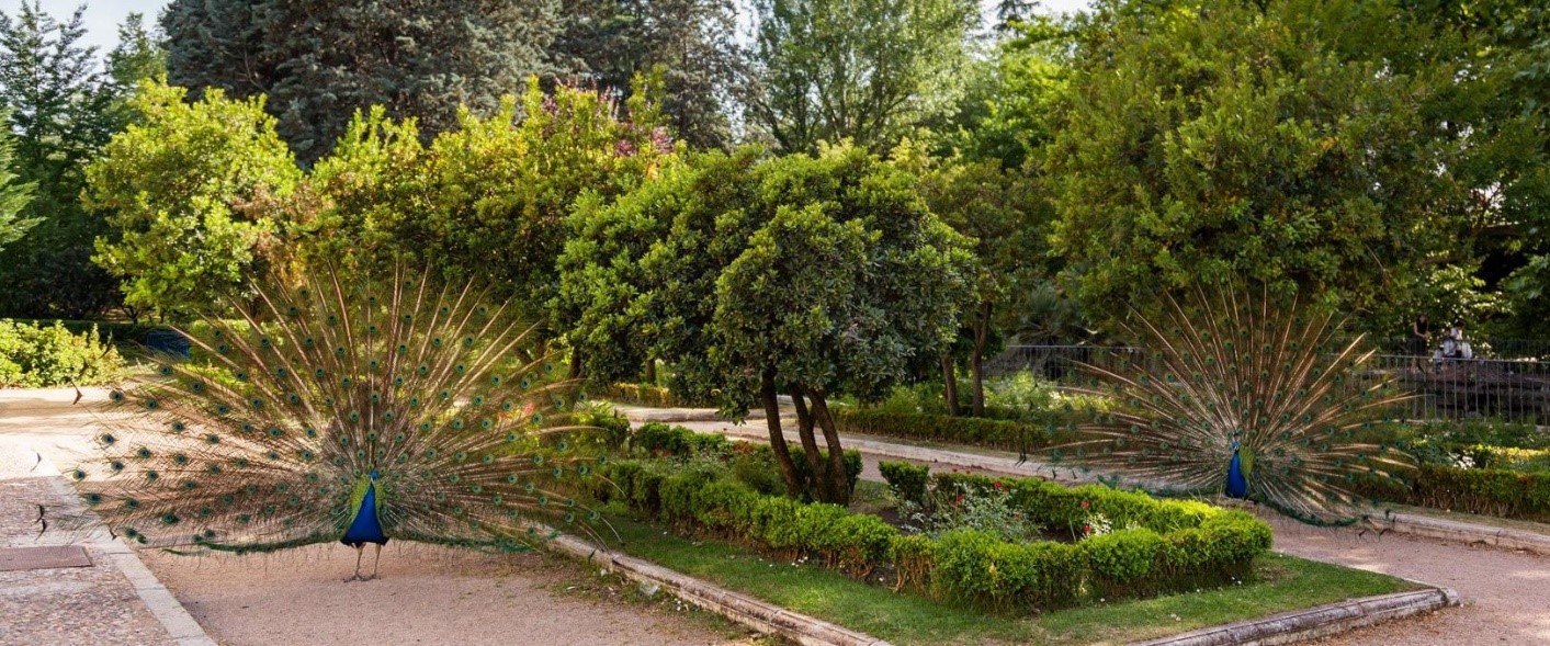 Campo del Moro